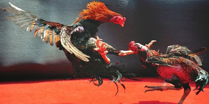 nohu666 c1 gà chọi