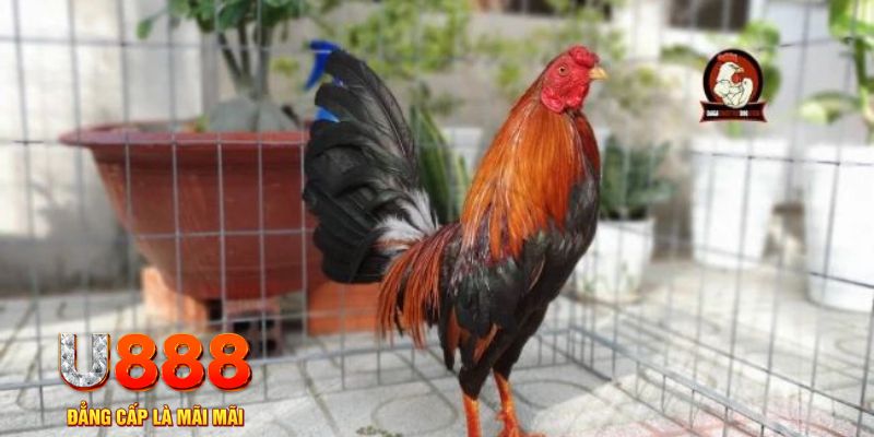 nohu666 game máy bay nổ hũ