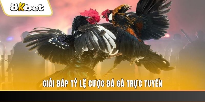 nohu666 xổ số ba đài