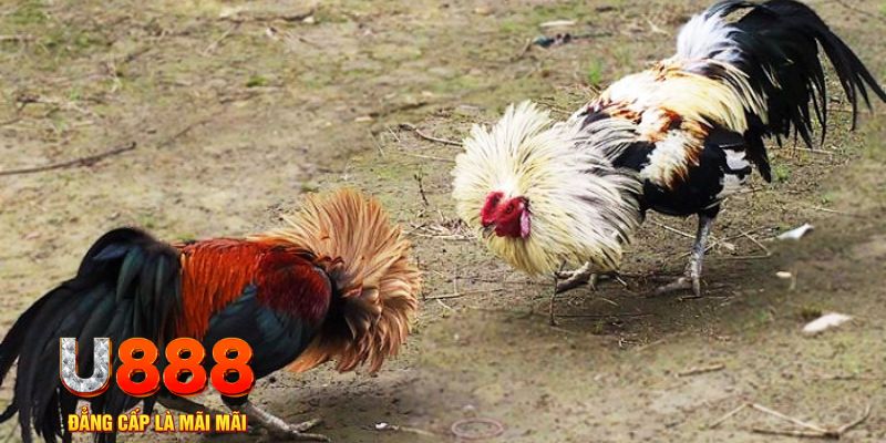 nohu666 game nổ hũ là gì